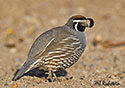 Callipepla californica